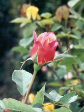 nice smelling pink rose